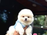 Ayıcık Surat Pomeranian Yavrular