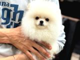 Irk Garantili Pomeranian Boo