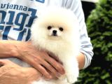 Irk Garantili Pomeranian Boo