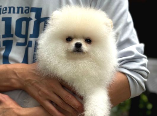 Irk Garantili Pomeranian Boo görsel