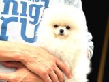 Irk Garantili Pomeranian Boo