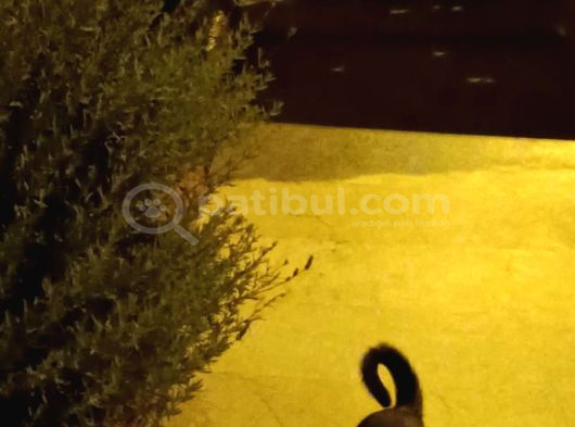 Kayıp İri Tekir Kedi görsel