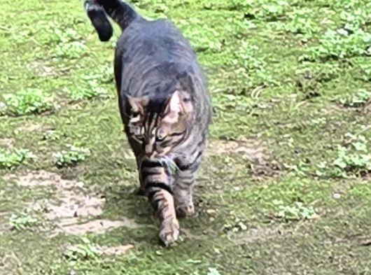 Kayıp İri Tekir Kedi
