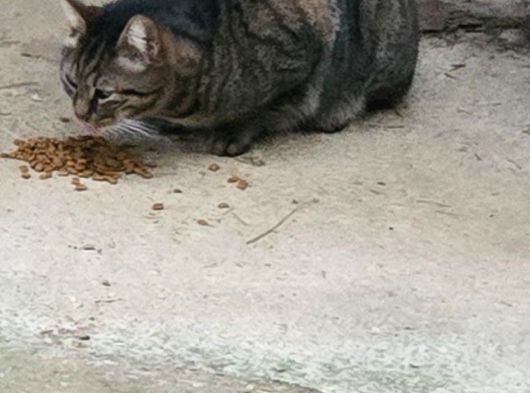 Kayıp İri Tekir Kedi görsel