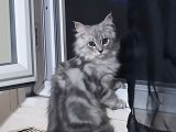 Irkının En Güzeli Sibirya Yavrular