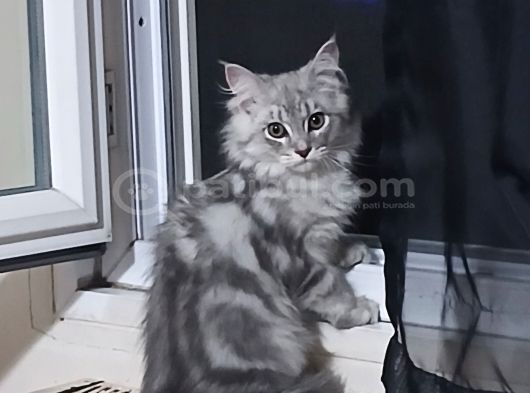 Karışım irk kedi