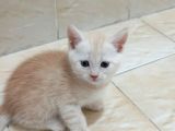 Karışım Irk Kedi