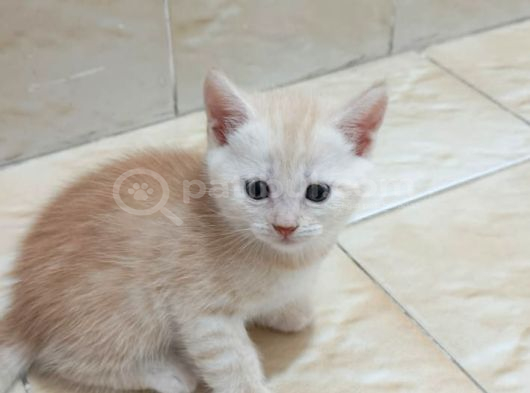 Karışım Irk Kedi