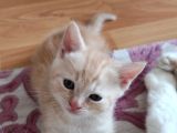 Karışım Irk Kedi