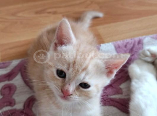 Karışım Irk Kedi görsel