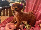 6 Aylık Dişi Toy Poodle