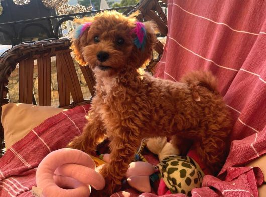 6 Aylık Dişi Toy Poodle