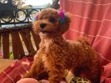6 Aylık Dişi Toy Poodle