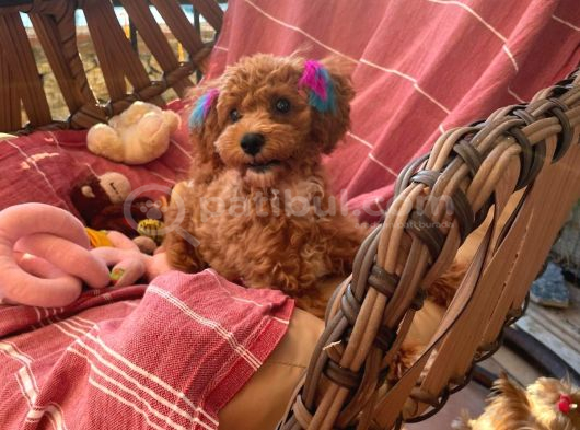 6 Aylık Dişi Toy Poodle görsel
