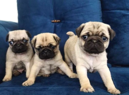 Pug Mops Yavruları