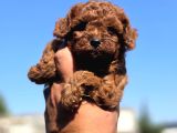 Orijinal Toy Poodle Yavrularımız
