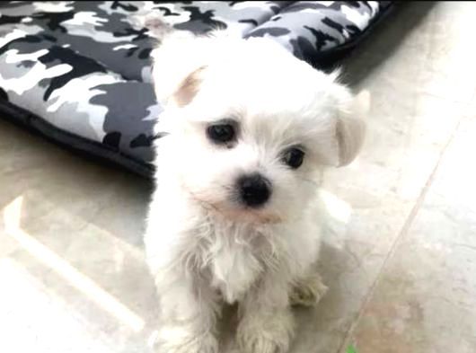 Mini boy maltese yavrularımız