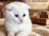 Ponçik Bebekler Teslime Hazır