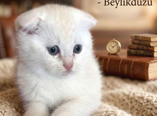 Ponçik Bebekler Teslime Hazır görsel