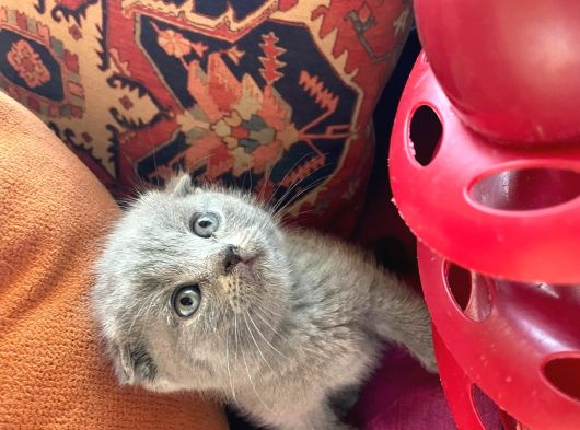 Evimizin Yeni Üyesi Papyonlu Ve Karizmatik Bebekler görsel