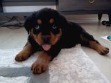 2 Aylık Rotweertoll