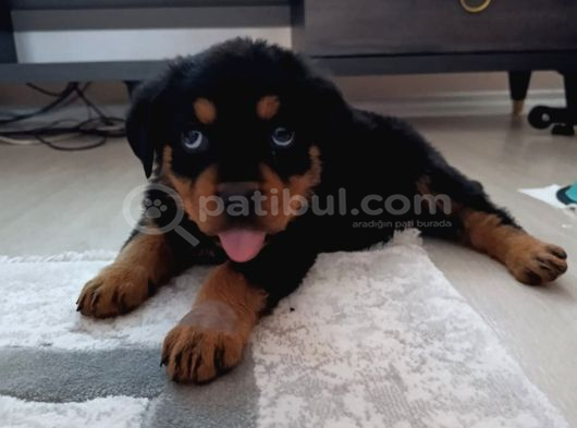 2 Aylık Rotweertoll görsel