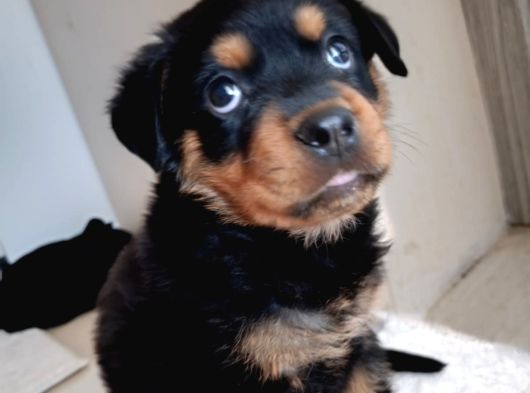 2 Aylık Rotweertoll görsel