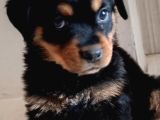 2 Aylık Rotweertoll