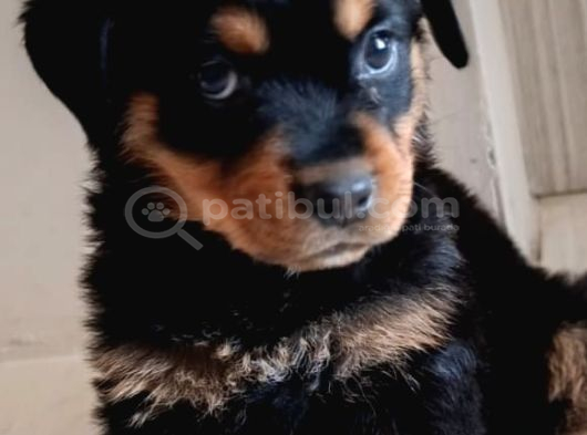 2 Aylık Rotweertoll