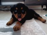 2 Aylık Rotweertoll