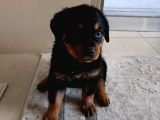 2 Aylık Rotweertoll