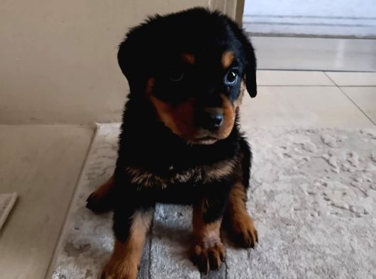 2 Aylık Rotweertoll görsel