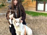 Dünyanın En Zeki Irklarından Border Collie Yavruları