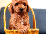 A Kali̇te Malti̇poo Yavrularim