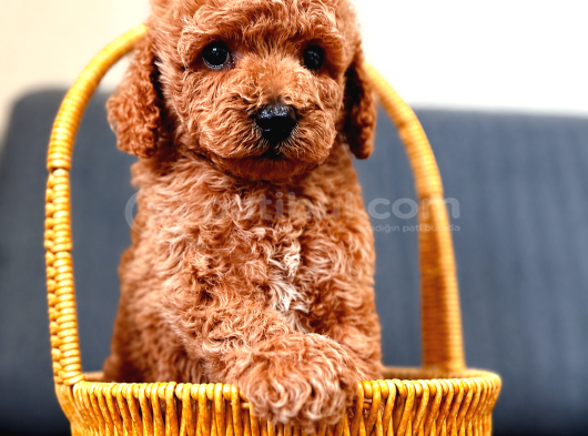 A Kali̇te Malti̇poo Yavrularim görsel