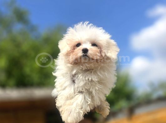 Sağlıklı Ve Sevimli Maltese Terrier Yavruları