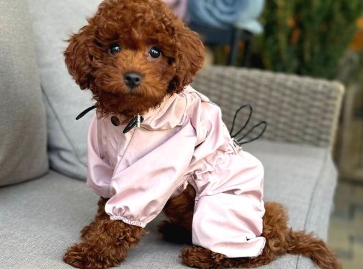 Toy Poodle Sevi̇mli̇ Yavrular Ev Üreti̇mi̇