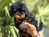 Safkan Toy Poodle Yavruları