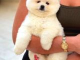 Pomerri̇an Boo Sevi̇mli̇ Yavrular