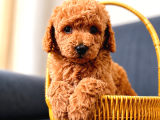 A Kali̇te Malti̇poo Yavrularim