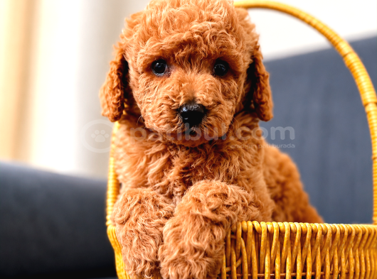 A KALİTE MALTİPOO YAVRULARIM