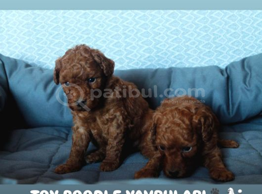 Red Brown Toy Poodle Yavrulari görsel