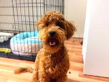Sevgi Dolu 6 Aylık Toy Poodle Yeni Ailesini Bekliyor