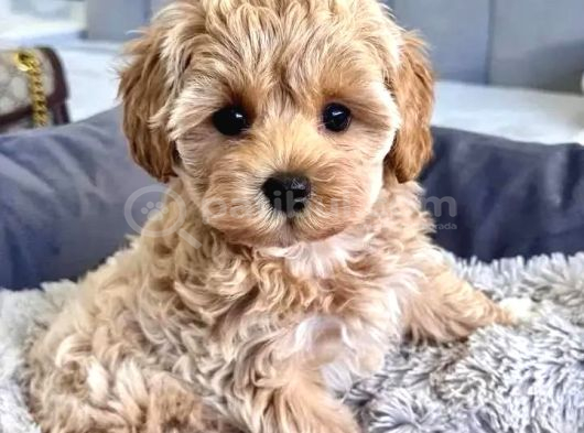 Bebek Suratli Tea Cup Malti̇poo Yavrularimiz