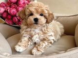 Bebek Suratli Tea Cup Malti̇poo Yavrularimiz