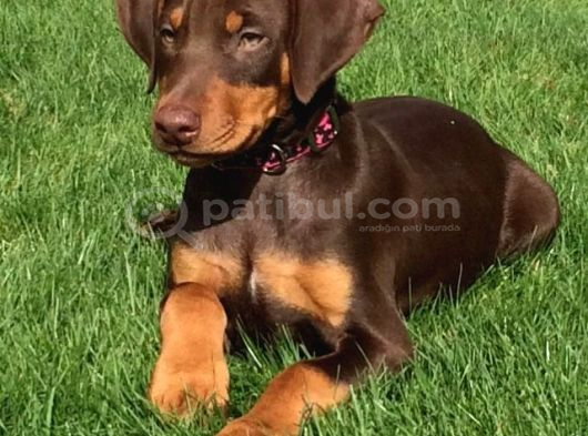 Sanat Eseri̇ Gi̇bi̇ Doberman Yavrularimiz görsel