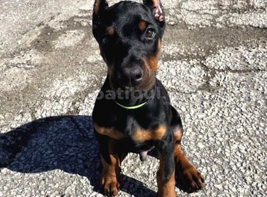 Sanat Eseri̇ Gi̇bi̇ Doberman Yavrularimiz