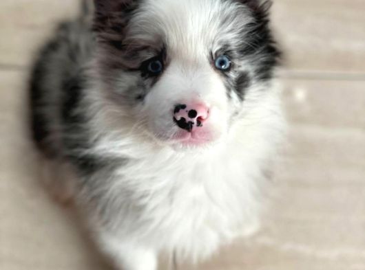 Dünyanin En Zeki̇ Irk Border Collie Yavrularimiz