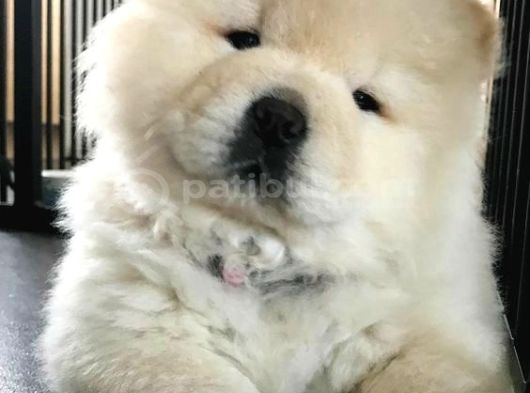 Evde Aslan Beslemek İsteyenlere Chow Chow Yavrularimiz Hazir görsel