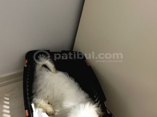 3 Aylik Maltese Terri̇er Yavrumuza Yuva Ariyoruz İstanbul görsel